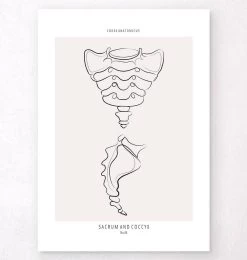 Sacrum And Coccyx - Line Art