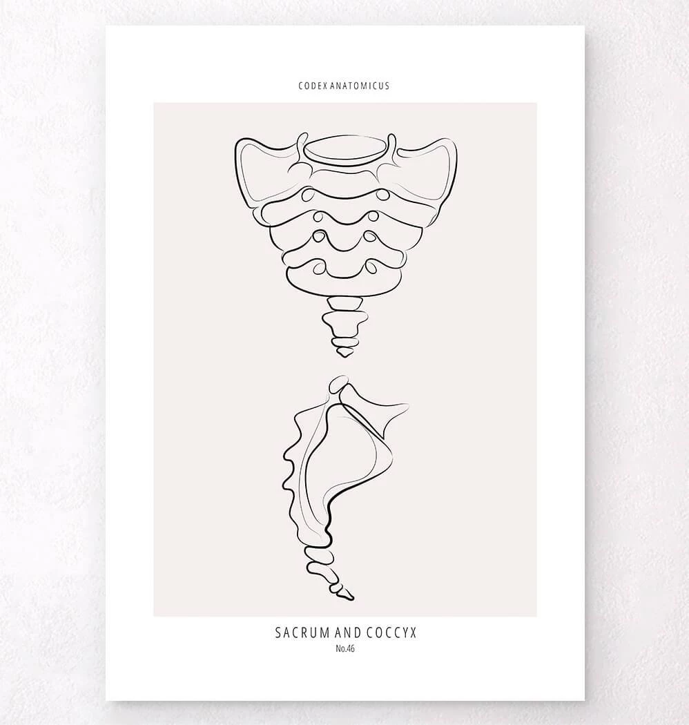 Sacrum And Coccyx - Line Art 3 Sacrum And Coccyx - Line Art