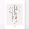 Urinary System Anatomy - Line Art 2 Urinary System Anatomy - Line Art -Codex Anatomicus Shop MN050 fc242db2 1f5d 4038 85f2 a5dcfdfa91bb