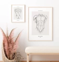 Torso Muscles - Line Art -Codex Anatomicus Shop MN052 2