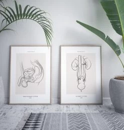 Male Reproductive System - Line Art -Codex Anatomicus Shop MN053 2