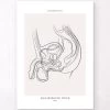 Male Reproductive System - Line Art 1 Male Reproductive System - Line Art -Codex Anatomicus Shop MN053 34cf929e dc53 46a7 8076 b2a651568a37