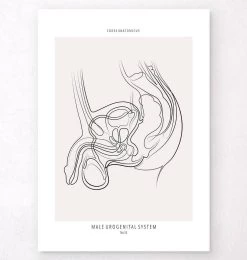 Male Reproductive System - Line Art