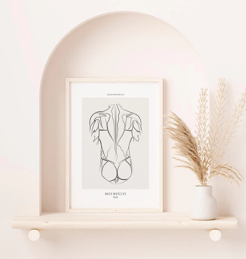 Back Muscles - Line Art 4 Back Muscles - Line Art - Image 2