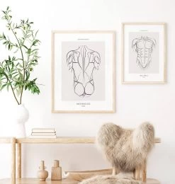 Back Muscles - Line Art 7 Back Muscles - Line Art -Codex Anatomicus Shop MN054 2