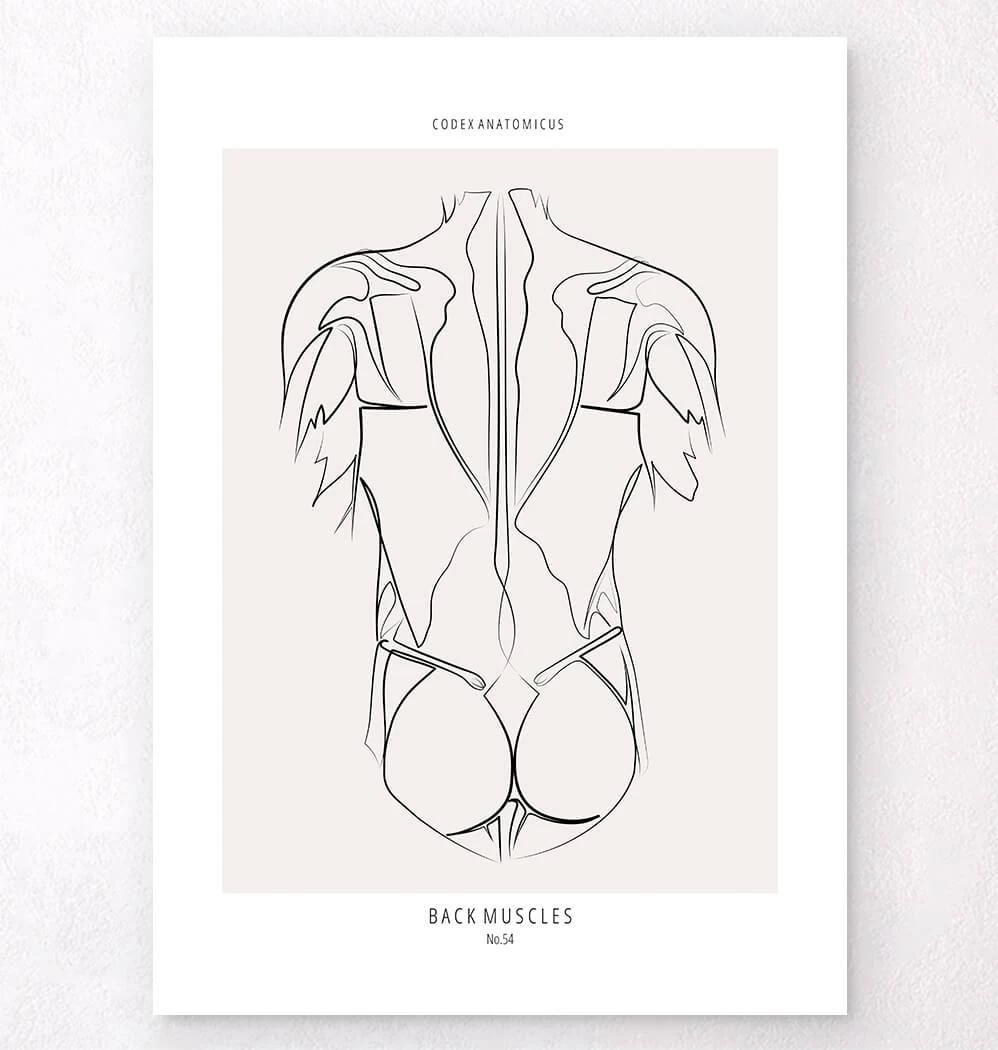 Back Muscles - Line Art 3 Back Muscles - Line Art