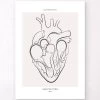 Heart Section - Line Art 1 Heart Section - Line Art -Codex Anatomicus Shop MN056 13e7610a 4ef8 4a31 809b 96ab8f6d1c02