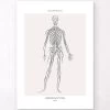 Nervous System - Line Art -Codex Anatomicus Shop MN057