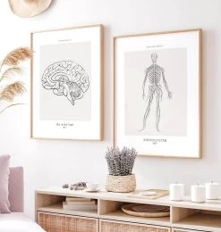 Nervous System - Line Art 7 Nervous System - Line Art -Codex Anatomicus Shop MN057 2 f0fa3fd9 c0f2 4912 a854 73591f41a046