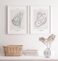 Fetus - Line Art -Codex Anatomicus Shop MN059 2