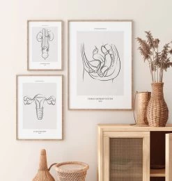 Female Urogenital System - Line Art -Codex Anatomicus Shop MN060 2