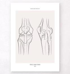 Knee Anatomy - Line Art
