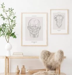 Face Muscles Anatomy - Line Art -Codex Anatomicus Shop MN062 2