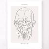 Face Muscles Anatomy - Line Art 2 Face Muscles Anatomy - Line Art -Codex Anatomicus Shop MN062 bbf431d2 6f43 420e 9663 3eedd9e075f7