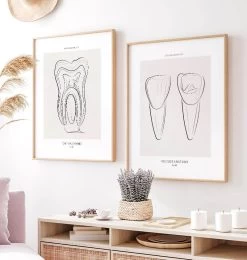Tooth Anatomy III - Line Art 7 Tooth Anatomy III - Line Art -Codex Anatomicus Shop MN064 2