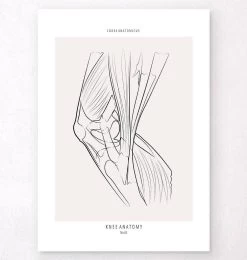 Codex Anatomicus Shop 10 Knee Anatomy II - Line Art