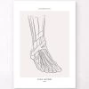 Ankle Anatomy - Line Art -Codex Anatomicus Shop MN070 a43ad7c4 adc3 432f 81be 7386e8b57832
