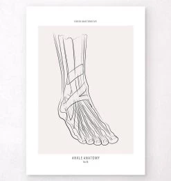 Ankle Anatomy - Line Art