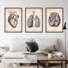 Bestsellers Set Of 3 - Vintage -Codex Anatomicus Shop SET5 2