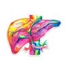 Liver Anatomy Sticker - Watercolor Splash -Codex Anatomicus Shop ST002