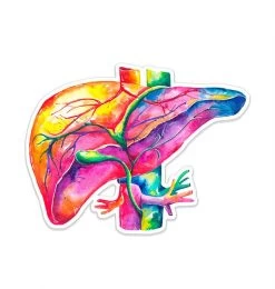 Liver Anatomy Sticker - Watercolor Splash