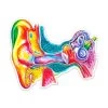 Ear Anatomy Sticker - Watercolor Splash