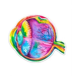 Eye Anatomy Sticker - Watercolor Splash