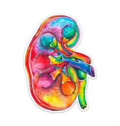 Kidney Anatomy Sticker - Watercolor Splash