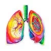Lungs Anatomy Sticker - Watercolor Splash -Codex Anatomicus Shop ST006