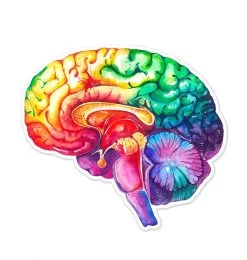 Brain Anatomy Sticker - Watercolor Splash