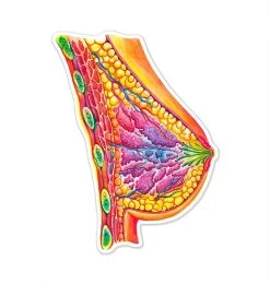 Breast Anatomy Sticker - Watercolor Splash