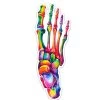 Foot Anatomy Sticker - Watercolor Splash