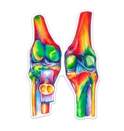 Knees Anatomy Sticker - Watercolor Splash