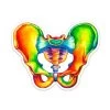 Pelvis Anatomy Sticker - Watercolor Splash