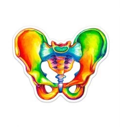 Pelvis Anatomy Sticker - Watercolor Splash