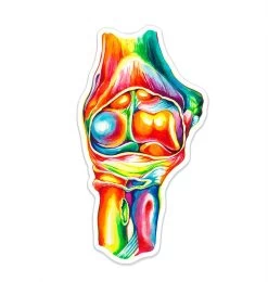 Elbow Anatomy Sticker - Watercolor Splash