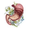Stomach Anatomy Sticker - Floral -Codex Anatomicus Shop ST021