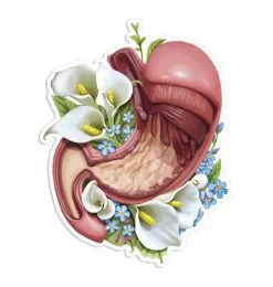 Stomach Anatomy Sticker - Floral