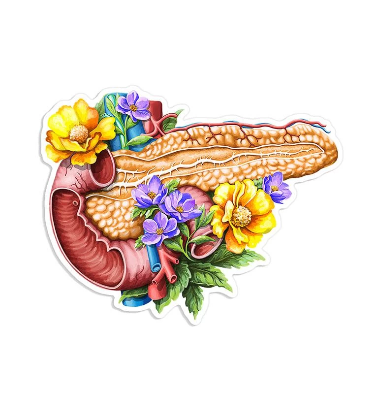 Pancreas Anatomy Sticker - Floral 3 Pancreas Anatomy Sticker - Floral