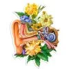 Ear Anatomy Sticker - Floral 1 Ear Anatomy Sticker - Floral -Codex Anatomicus Shop ST028
