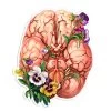 Brain Anatomy Sticker - Floral -Codex Anatomicus Shop ST029