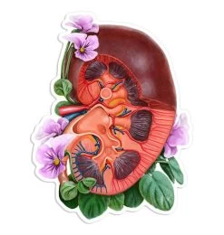 Kidney Anatomy Sticker - Floral