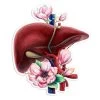 Liver Anatomy Sticker - Floral 2 Liver Anatomy Sticker - Floral -Codex Anatomicus Shop ST033