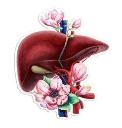 Liver Anatomy Sticker - Floral