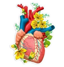 Heart Anatomy Sticker II - Floral