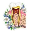 Tooth Anatomy Sticker - Floral -Codex Anatomicus Shop ST041
