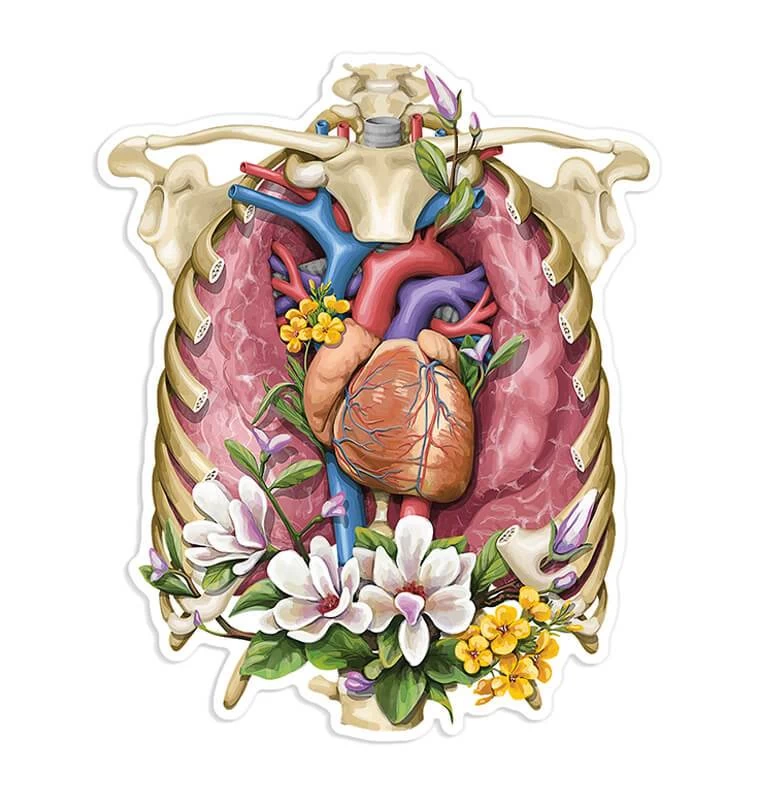 Rib Cage & Heart Anatomy Sticker - Floral 3 Rib Cage & Heart Anatomy Sticker - Floral