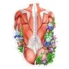 Back Muscles Anatomy Sticker - Floral -Codex Anatomicus Shop ST046