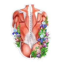 Back Muscles Anatomy Sticker - Floral