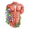 Male Torso Anatomy Sticker - Floral